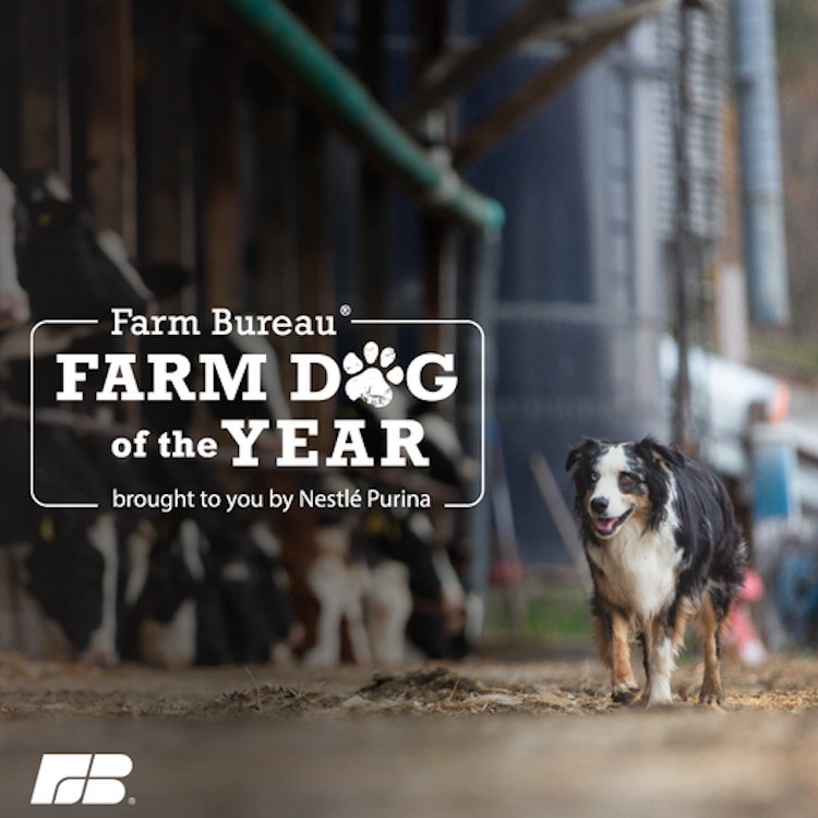 Does your farm dog have what it takes to win $5,000?